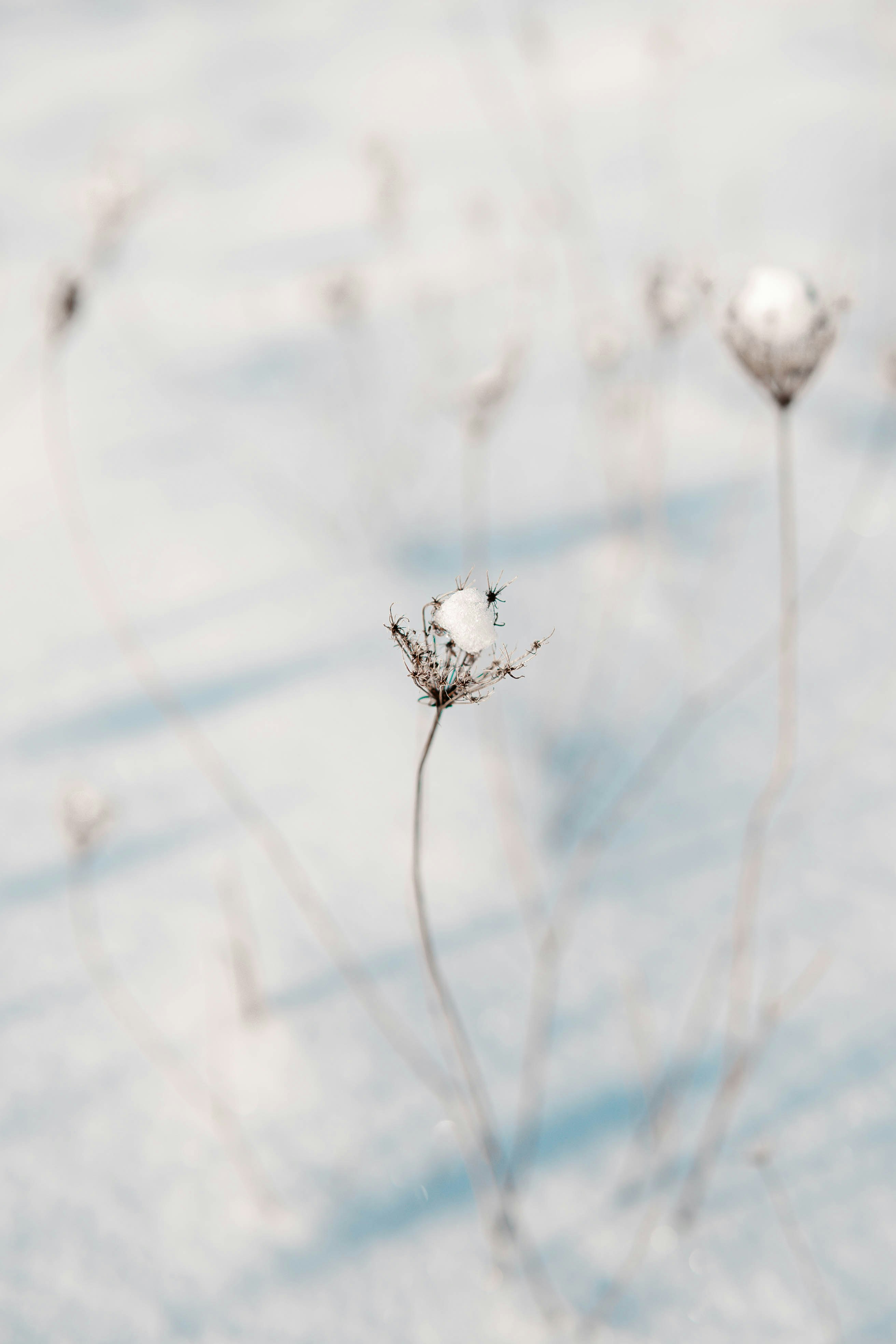 white flower in close up photography